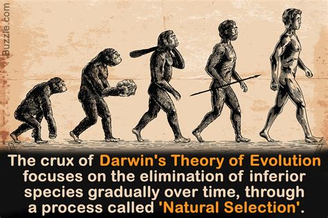 分歧型天擇|達爾文演化論Darwins Evolutionary Theory